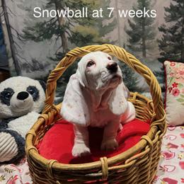 Snowball - Tan and white female Basset Hound puppy in Hodges, South Carolina from Blooming Basset