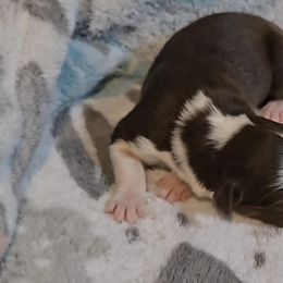 Australian Shepherd Puppies from Nicole Brinton