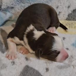 Australian Shepherd Puppies from Nicole Brinton