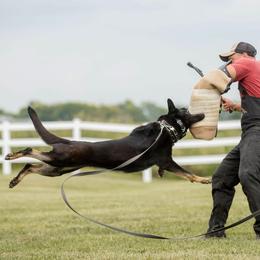German Shepherd puppies from vom großen Staat