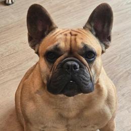 Zoya - French Bulldog
