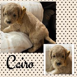 Cairo - Red  male Goldendoodle puppy in Ankeny, Iowa from Iowadoodles2love