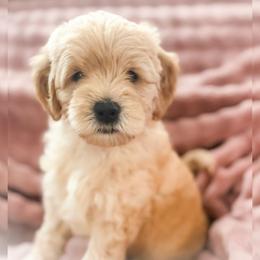 Rebbie - Apricot female Goldendoodle puppy in Garden Grove, California from Sunkissed Doodles
