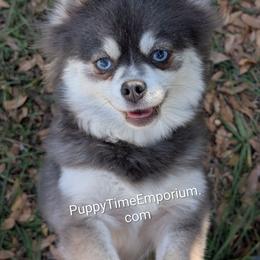 BlueBelle - Pomsky