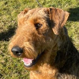 Tia - Airedale Terrier