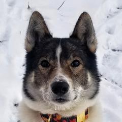 Flint - West Siberian Laika