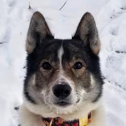 Flint - West Siberian Laika