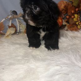 Boy 5 - Black male Shih Tzu puppy in Tenino, Washington from Fantasy Realm Shih Tzus
