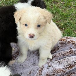 ROWDY - Slate merle male Border Collie puppy in Lakeview, Michigan from Haven Creek Farm