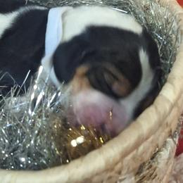 Clause(White) - Black brown and white male Basset Hound puppy in Carbondale, Kansas from Dream Weavers Basset Hounds