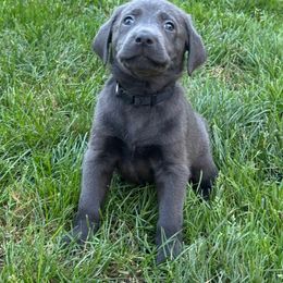 Humphrey - Black male Labrador Retriever puppy in Tigard, Oregon from Morrison Labrador Retreivers
