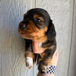 Thin mint - Black and tan male Dachshund puppy in New Mexico from Long Dog Ranch