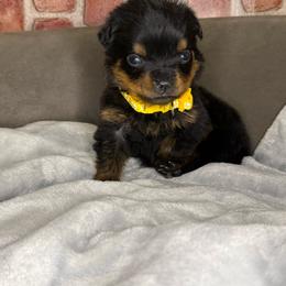 Yellow girl - Black and mahogany female Rottweiler puppy in Auburn, California from VHF
