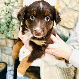 Cider - Red tri Miniature Australian Shepherd puppy in Marysville, Indiana from New Market Aussies