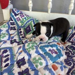 Salem - Black and white male Boston Terrier puppy in Alabama from Southern Bulldogs