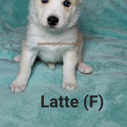 Pomsky Puppies from Paw-lenty of Pomskies