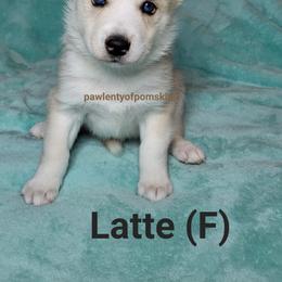 Pomsky Puppies from Paw-lenty of Pomskies