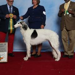 Felicity - Borzoi