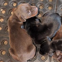 AKC Registered Full European Doberman Pinschers - Red and rust female Doberman Pinscher puppy in Fort Lauderdale, Florida from Lakewood European Dobermann Kennel