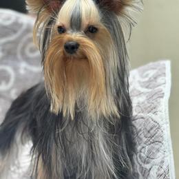 Kougar - Yorkshire Terrier