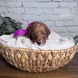 Girl 1 Pick- Med. Goldendoodle - Red  female Goldendoodle puppy in Piedmont, South Carolina from The Farm at Saluda Ridge