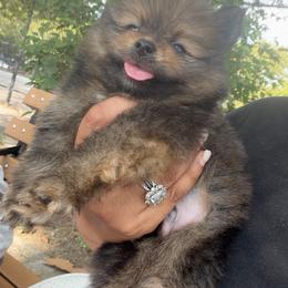 Colby - Black and brindle male Pomeranian puppy in Brooklyn, New York from Luxury Poms