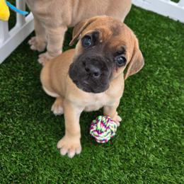 SPRITE - Fawn female Cane Corso puppy in St. Augustine, Florida from RG2 Cane Corsos