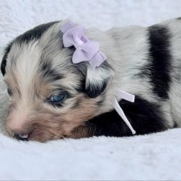 Purple collar - Blue merle female Aussiedoodle puppy in 32046, Florida from River Hill Ranch