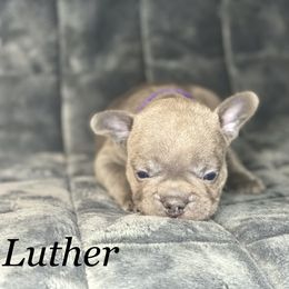 French Bulldog Puppies from Fabled Frenchies