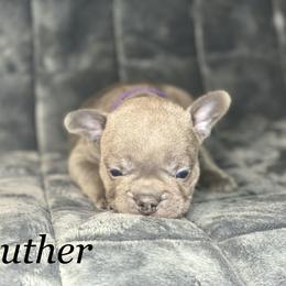 French Bulldog Puppies from Fabled Frenchies