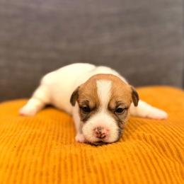 Ramsey - White and tan female Russell Terrier puppy in Valley Mills, Texas from Bar Rafter C Shorty Jacks