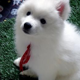 RED - Michelanglo ANGELO - White male American Eskimo Dog puppy in Redlands, Ca, Usa, California from Tribe of Aryelle