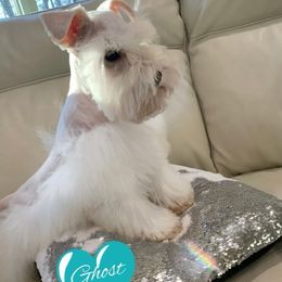 Ghost - Miniature Schnauzer