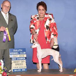 Italian Greyhounds from Noblewinds