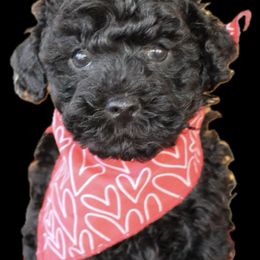 Poodle and Yorkshire Terrier Puppies from Valley Pine Pups