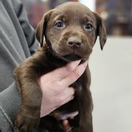 Spruce - Orange Collar - Chocolate male Labrador Retriever puppy in Boyd, Minnesota from Lindley Labradors