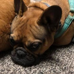 French Bulldogs from YSetteL French Bulldogs