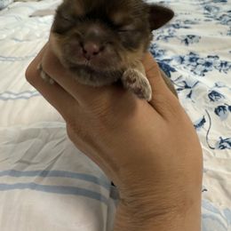 Girl 3 - Liver female Shih Tzu puppy in Ft Mc Coy, Florida from Everlasting Shih Tzu