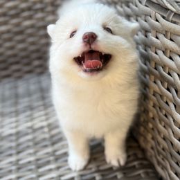 Bonnie - White female Pomsky puppy in Hudson, New Hampshire from Granite State Pomskies