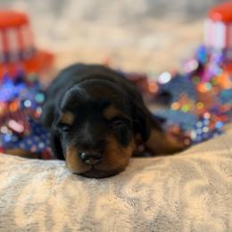 Bailey - Black and tan female Dachshund puppy in Guthrie, Kentucky from Triple T Dachshunds