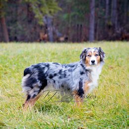 Athena - Australian Shepherd