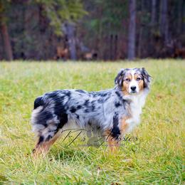 Athena - Australian Shepherd