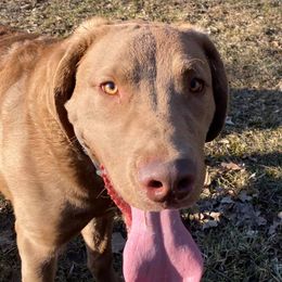 Chesapeake Bay Retrievers from Bear Kreek Chesapeakes