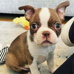 Boston Terriers from Iowa Colored Boston Terriers