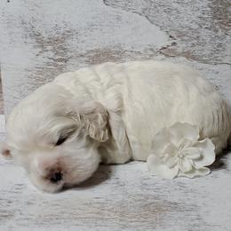 Cocker Spaniel Puppies from Chloe's Cocker Spaniels