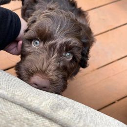 Australian Labradoodle Puppies from Aurora Australian Labradoodles