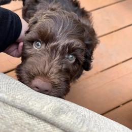 Australian Labradoodle Puppies from Aurora Australian Labradoodles