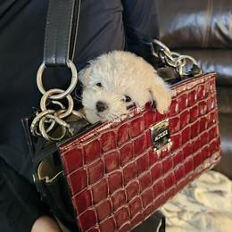 Poodle Puppies from Caboodles Of Poodles