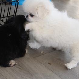 Pekingese Puppies from Amy’s Lil Pekingese