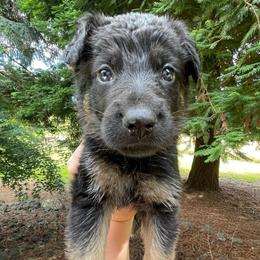 Cerveza - Bicolor Boy - Bi-color male German Shepherd puppy in Oakland, Oregon from VHM German Shepherds